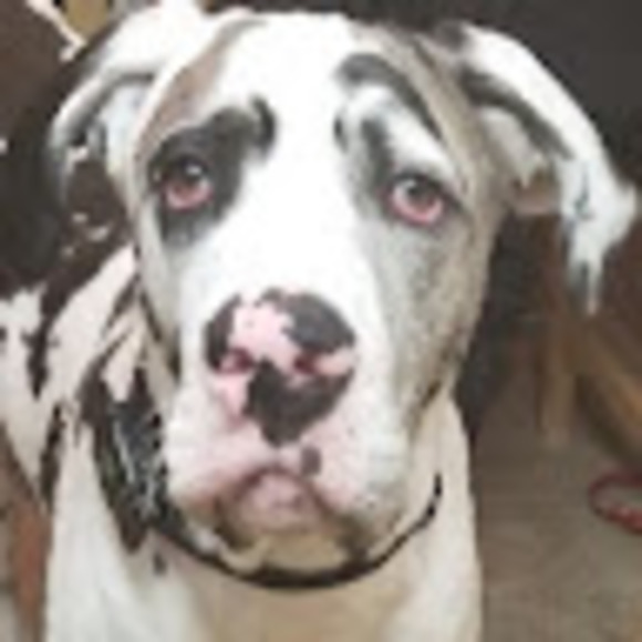 Meet your Posher, Marilyn - Picture 1 of 1